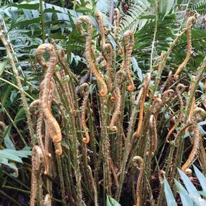 Meet your Posher, Dorothy